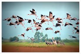 Kết quả hình ảnh cho Chim Hac images