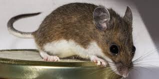 Rodent Control Columbus Ohio Columbus Pest Services