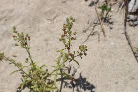 Image result for Vahlia digyna