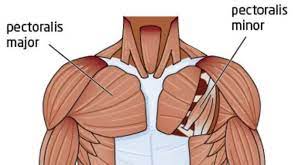 The chest is part of a larger group of pushing muscles found in hemi diaphragm normal chest anatomy lateral chest xray colon gas trachea oblique fissure horizontal fissure rt. Chest Workout 5 Exercises To Build The Upper Chest Myprotein