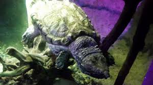 Maybe you would like to learn more about one of these? Deep Sea World In North Queensferry Scotland