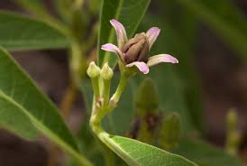 Image result for Raphionacme lanceolata