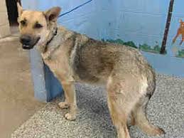 Black And Silver German Shepherd Puppies For Sale In Nc Pictures Of Urgent On 1 13 San Bernardino A Female German Shepherd Dog For Adoption In San Bernardino Ca Who Needs A Loving Dog Adoption Kitten Adoption Pets