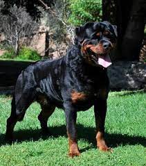 13 Astounding Rottweilers As Gentle Giants And Family Watchdogs Ideas Dog Training Rottweiler Puppies Rottweiler Facts