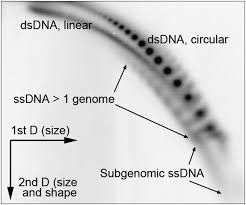 Two-dimensional agarose gel electrophoresis of the DS400/N1 (430 bp) ρ...