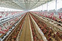 Modern refers to a consistent approach in design whereas contemporary homes include the latest design trends. Poultry Farming Wikipedia