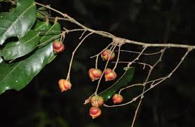 Image result for Monotes dasyanthus