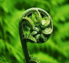 Resultado de imagen de plantas koru