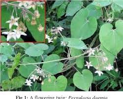 Image result for Pergularia daemia