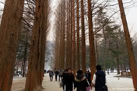 Nami island, also known as namiseom or namiseom island, is a tourist spot northeast of seoul, the capital of south korea. Winter In Nami Island South Korea S Natural Amusement Park The Spyglass Journal