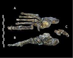 Maybe you would like to learn more about one of these? Homo Naledi Wikiwand