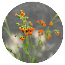 Image result for Emilia juncea