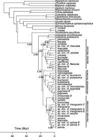 Image result for Costularia natalensis