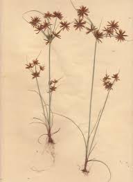 Image result for Cyperus amabilis