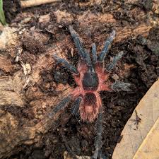 Image result for Lopholaena sp.no.1