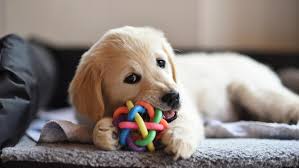 They are not shy or aggressive. Dog Price List In India 2021 Budget Friendly Dog Dogexpress