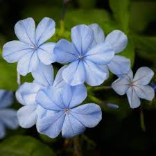 Image result for Plumbago auriculata