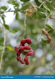 Image result for Pithecellobium dulce