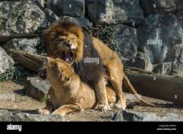 Lion and lioness in mating, horizontal image Leone e leonessa in  accoppiamento Stock Photo - Alamy