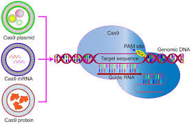 Genealogy for weng yip leong (deceased) family tree on geni, with over 200 million profiles of ancestors and living relatives. Frontiers Nanoparticle Delivery Of Crispr Cas9 For Genome Editing Genetics