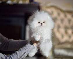 ekstra mini devochka pomeranskogo shpica belogo okrasa shou klassa kiev izobrazhenie 1