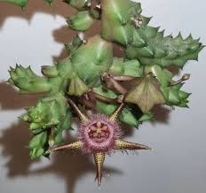 Image result for Duvalia