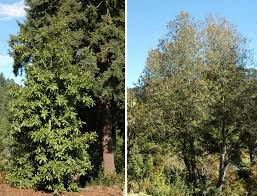 Image result for Daknopholis