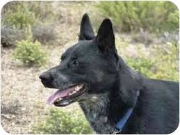Black Australian Cattle Dog Mix Ziggy Adopted Dog Yerington Nv Australian Kelpie Australian Cattle Dog Mix Cattle Dogs Mix Australian Kelpie Australian Cattle Dog Mix