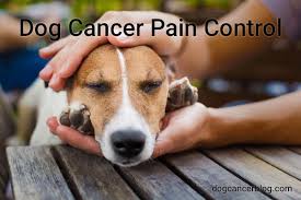The same symptoms as above, but more severe. Pain Meds For Dogs How To Manage Pain For A Dog With Cancer