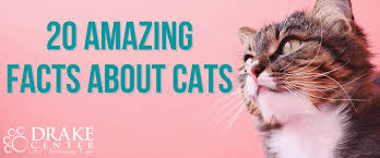 ‪20 Amazing Facts About Cats‬‏