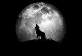 Howlin For You Gambar Serigala Siluet Gambar