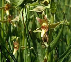 Epipactis gigantea is a species of orchid known as the stream orchid, giant helleborine, and chatterbox. Stream Orchid Epipactis Gigantea