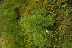 Image result for Hymenophyllum triangulare