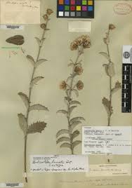 Image result for Bulbostylis macra