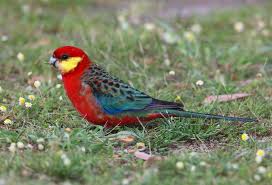 Australian Bird With Red Cheeks Timeline Photos Australian Parrots And Birds Australian Parrots Birds Of Australia Australian Birds