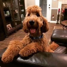 They will be utd on their shots and deworming. F1b Goldendoodles Non Shedding Goldendoodles Goldendoodle Puppies For Sale Platinum Goldendo Goldendoodle Goldendoodle Puppy Goldendoodle Puppy For Sale