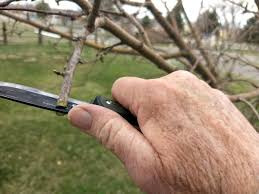 Check spelling or type a new query. How To Graft A Fruit Tree And Why You Should This Summer Manmade Diy