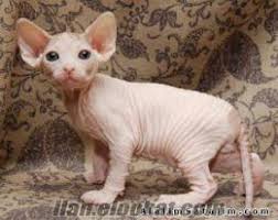 Satilik Sphynx Kedi Yavrulari