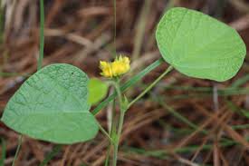 Image result for Rhynchosia monophylla