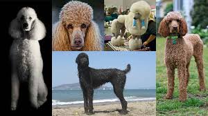 The poodle breed stems from working retriever origins, and their build reflects their athletic background. Poodles Getting Past The Poof Dogtails