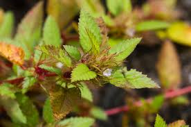 Image result for Melochia melissifolia