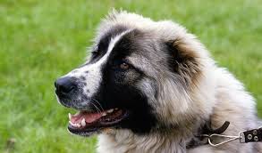 Beautiful caucasian shepherd puppies 4 females are now ready to reserve don't miss out on this chance to own a top quality example of the breed. Caucasian Ovcharka