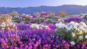 Beauty & health, reviews, fashion, life style, home, equipment, and technology. Desert Flower 1080p 2k 4k 5k Hd Wallpapers Free Download Wallpaper Flare