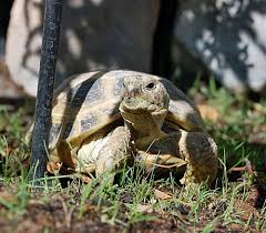 Russian Tortoise Care Sheet