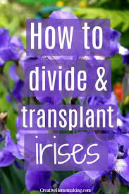 Easy Tips For Transplanting And Dividing Irises And Iris Bulbs Iris Flowers Garden Vegetable Garden For Beginners Gardening For Beginners