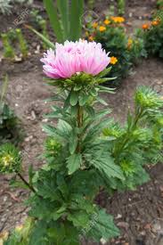 China aster is an annual or biennial herb with one erect, mostly unbranched stem growing 20 to 100 centimeters tall. Full Length View Of Pink China Aster Stock Photo Picture And Royalty Free Image Image 91995767
