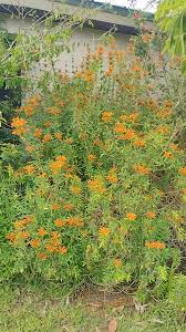 Image result for Leonotis decadonta