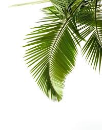 Green palm leaf wall art prints too. Palm Leaf Print Palm Print Palm Poster Printable Art Tropical Wall Art Instant Download Wall Decor Home Decor Palm Leaves Print Leaf Prints Leaves
