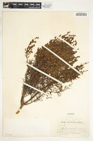 Image result for Cliffortia serpyllifolia