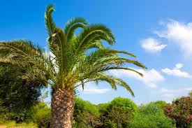 Sylvester palm, sylvester date palm. Outdoor Palm Tree Leaves Turning Brown What To Do Garden Tabs